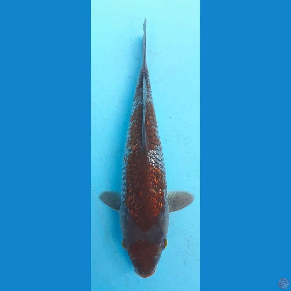 OCHIBA Gindrin 23cm (FEMALE)