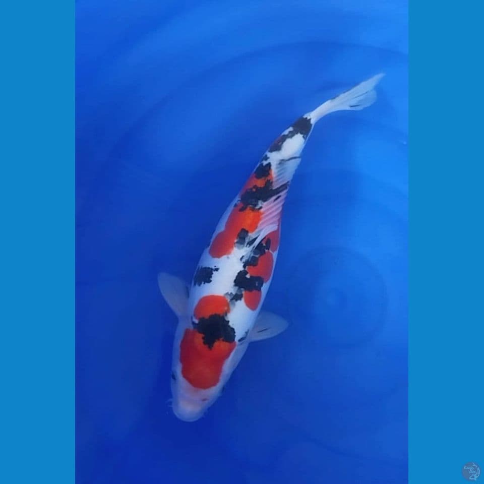 Sanke doitsu Sz 40 Cm