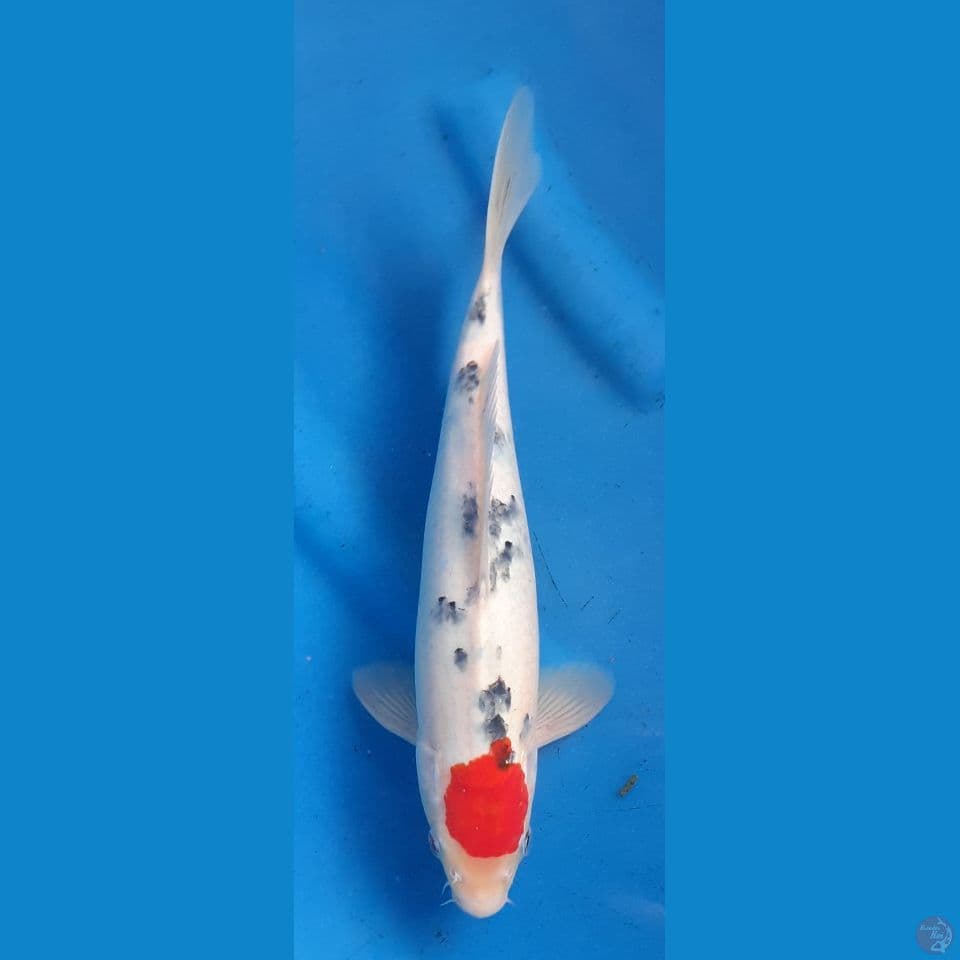 ORIGINAL TANCHO SANKE 31CM MALE