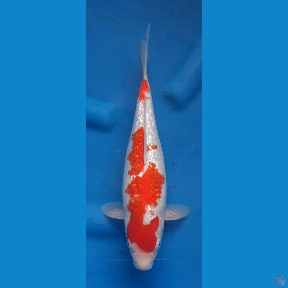KOHAKU GINDRIN 29CM FEMALE