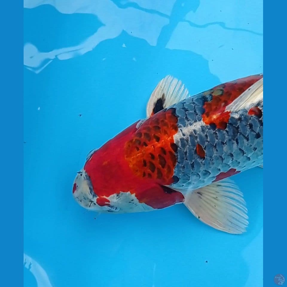 Jumbo Red Kujaku 56 cm