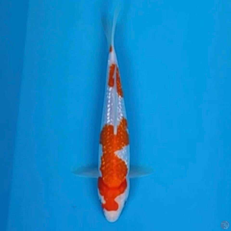kohaku ginrin 25cm