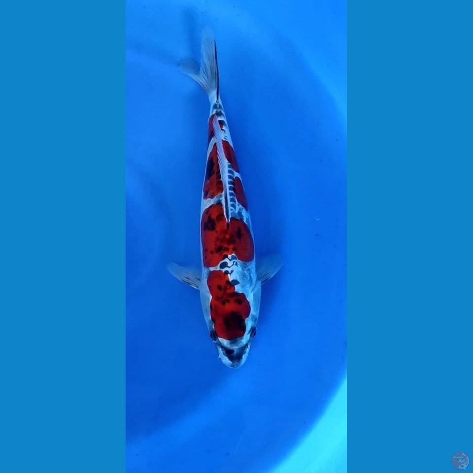 super benyjikoryu 34cm ml