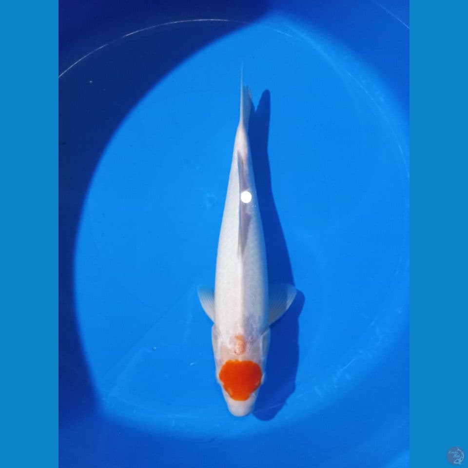 Tancho 36cm Male