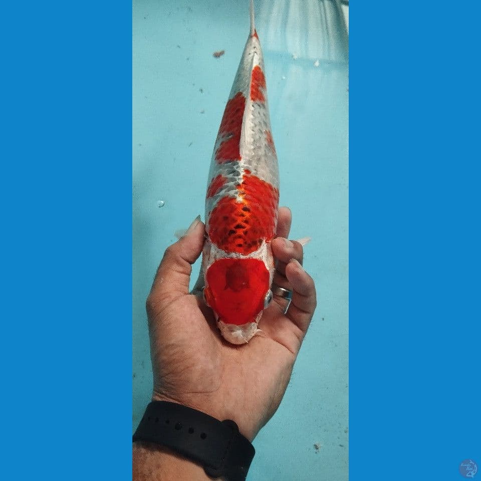 maruten kujaku 35 cm