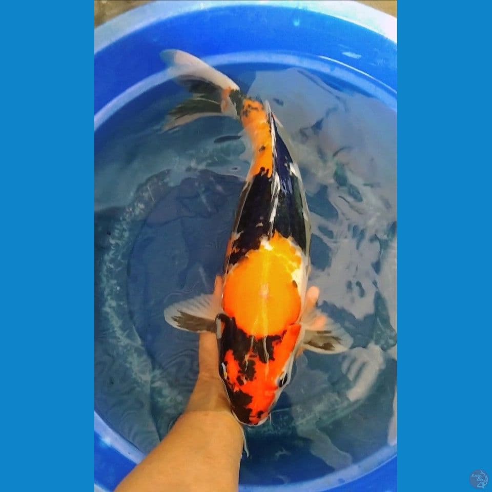 showangar jumbo 55cm