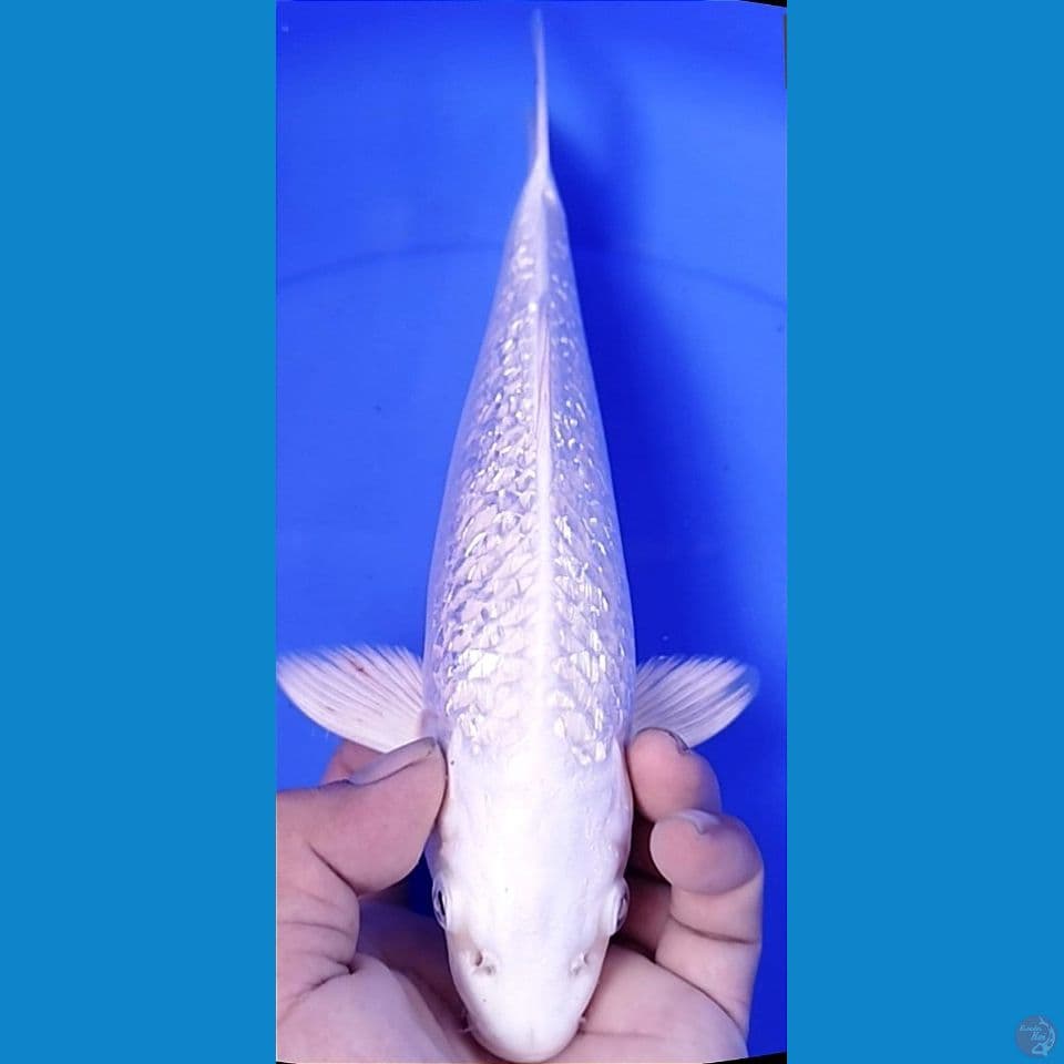 platinum kingirin 29cm male