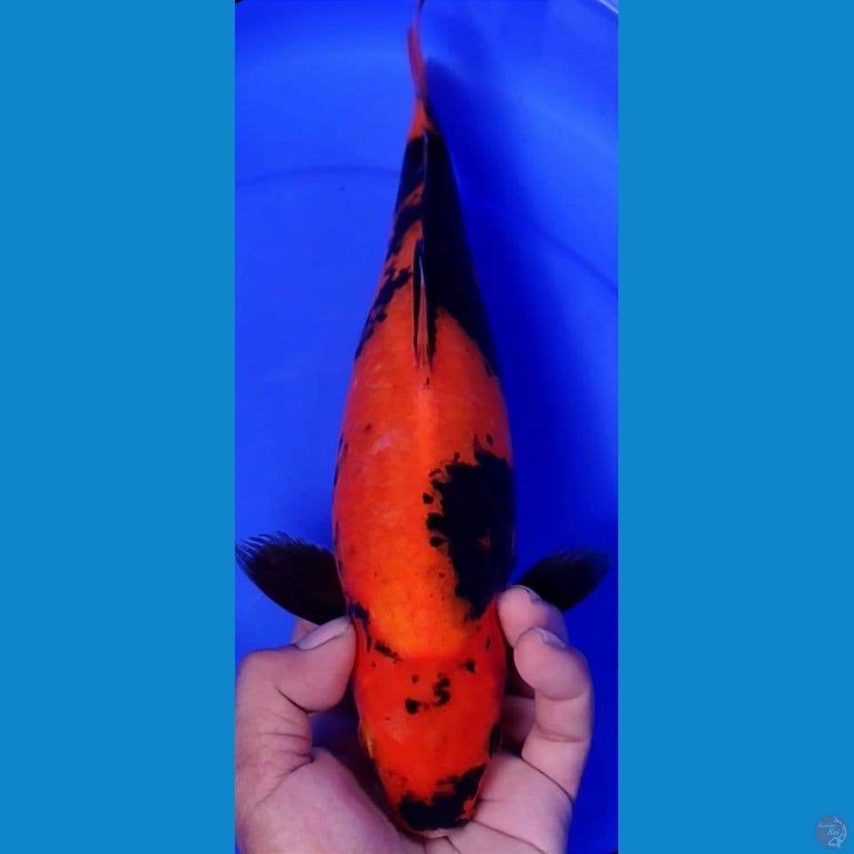 UTSURI 33CM