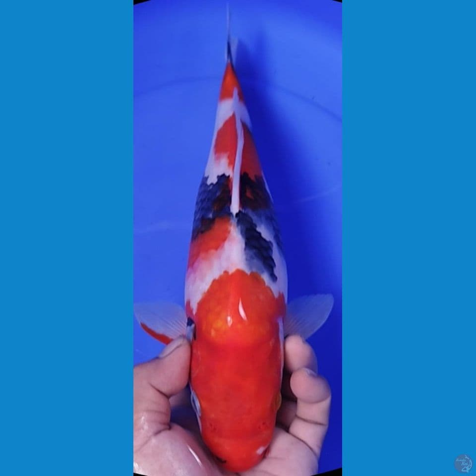 SHOWA 34CM
