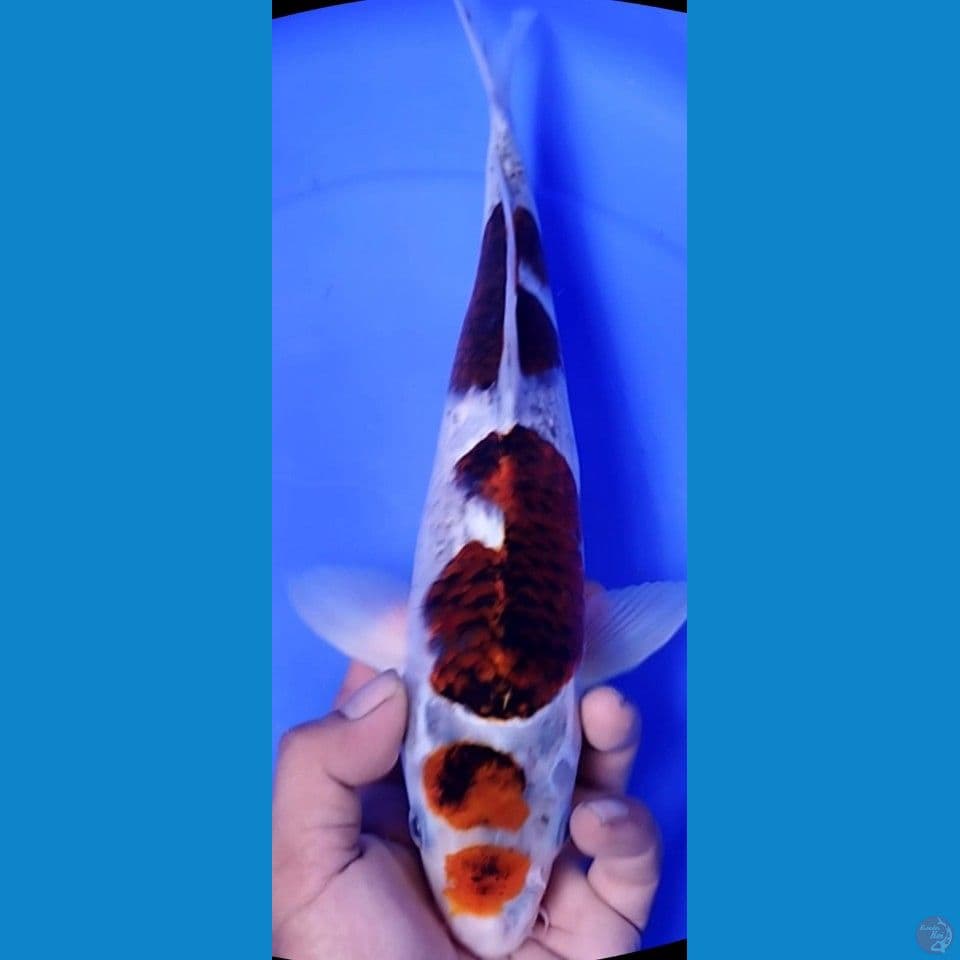 KOROMO 36CM MALE