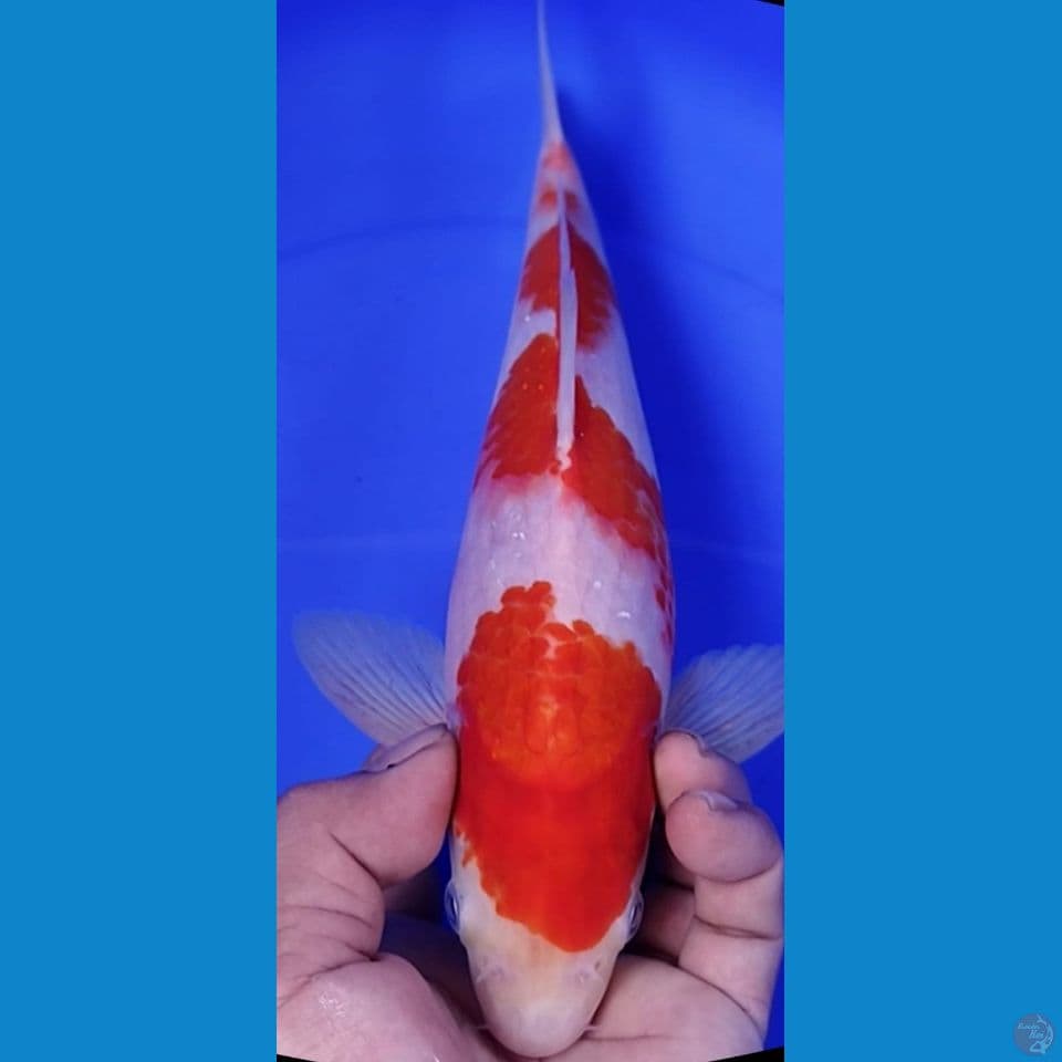 KOHAKU 29CM MALE