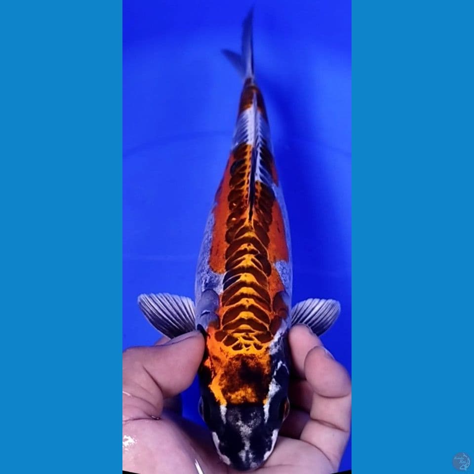 KIKOKURYU 27cm