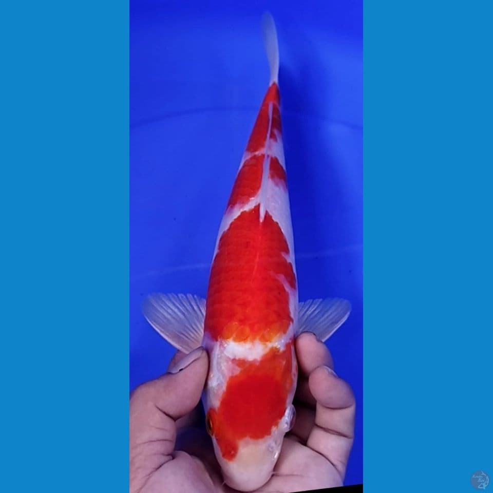 KOHAKU 40cm male