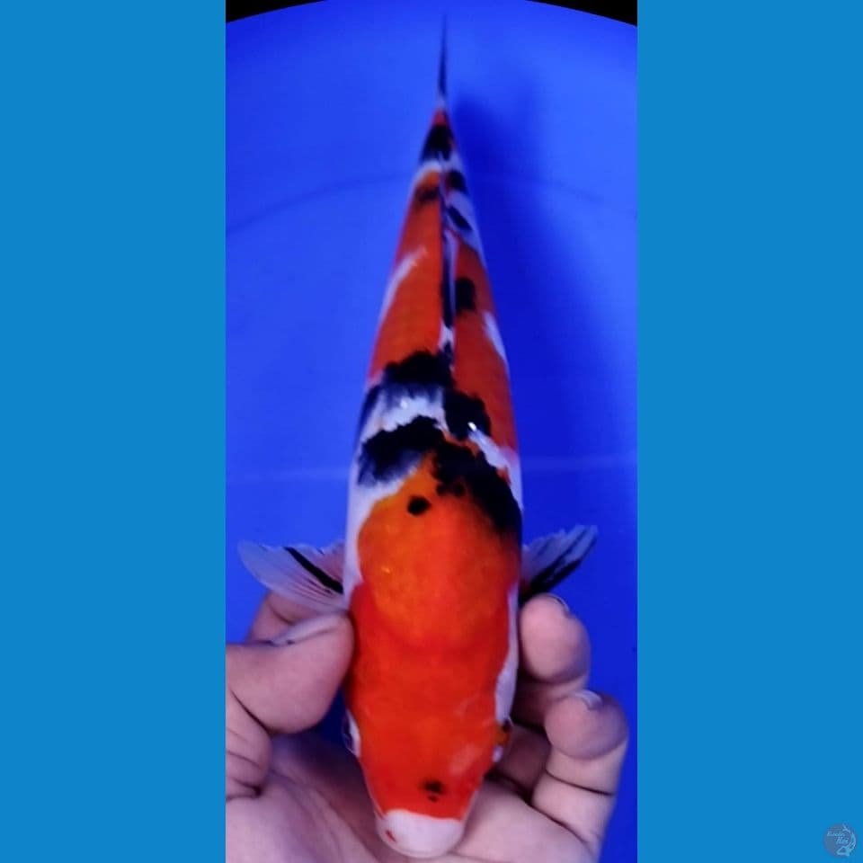 SANKE 26CM MALE
