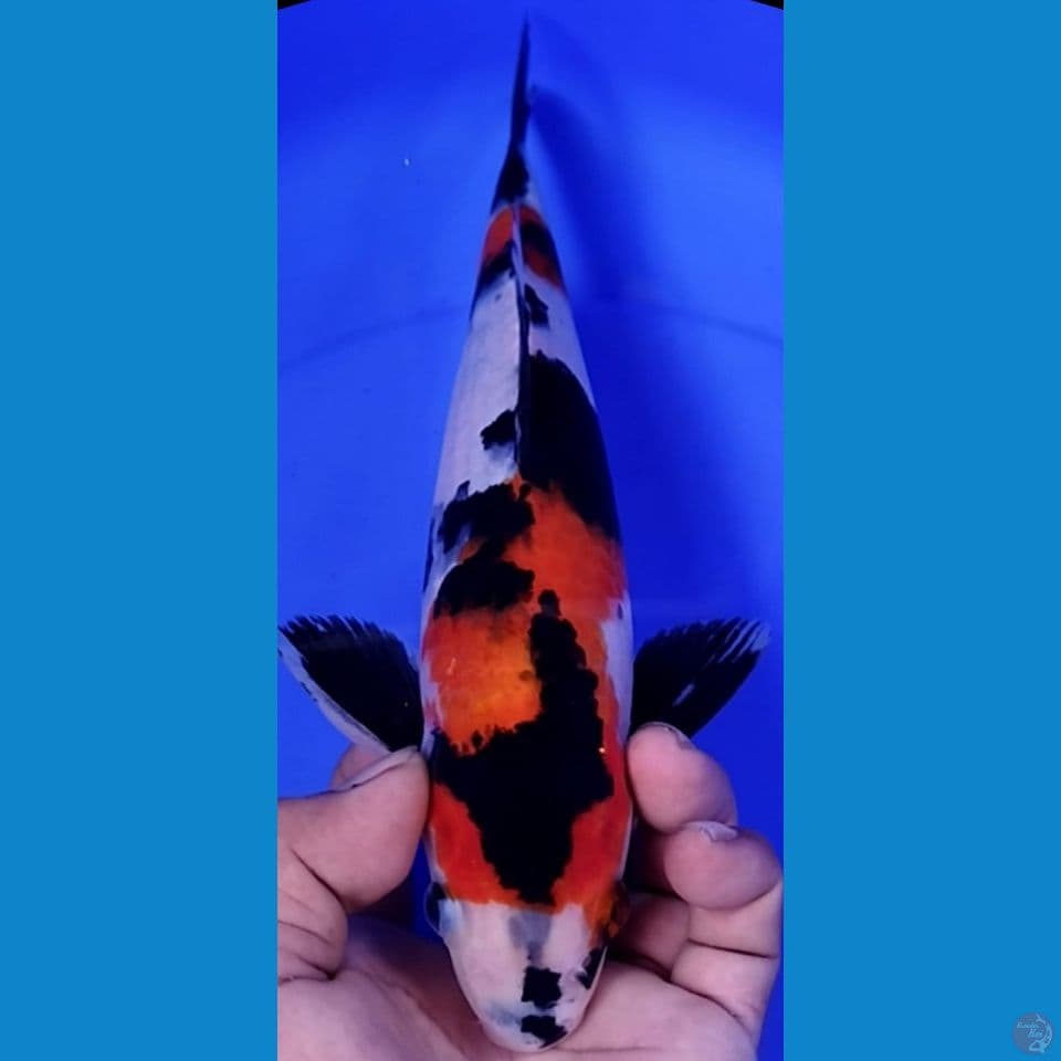 SHOWA 28CM male