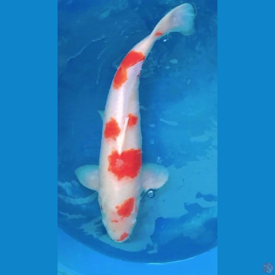 jumbo 55cm kohaku jantan body badag