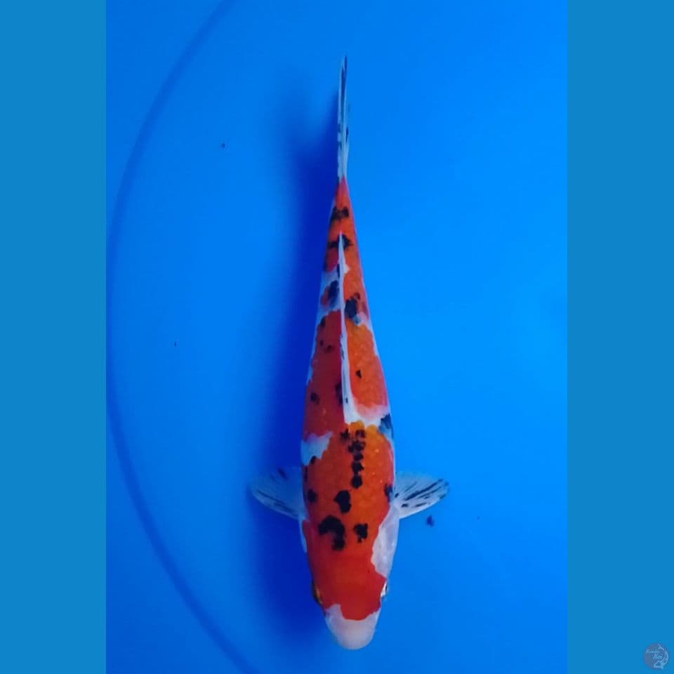 heisie nishiki aize : 22 cm.m