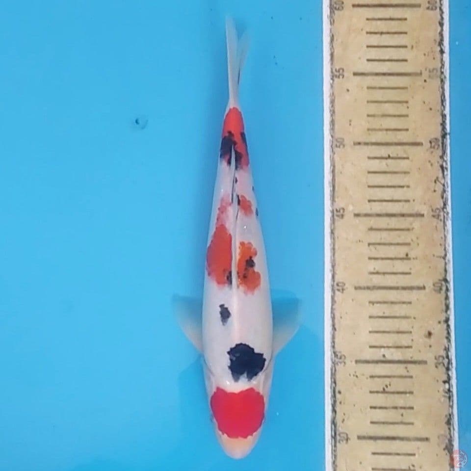 Maruten Sanke ~29 M