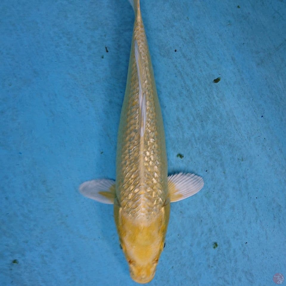 YAMABUKI GINRIN 30 CM