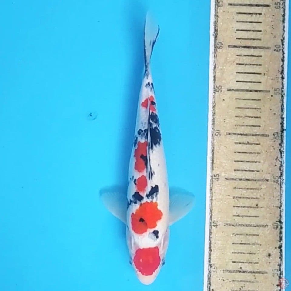 Maruten Sanke ~29 M