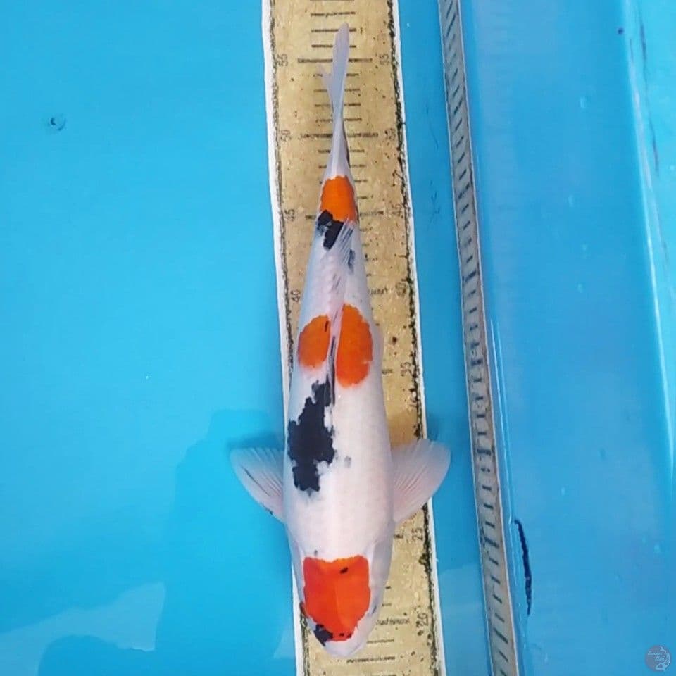 Maruten Sanke ~36 M