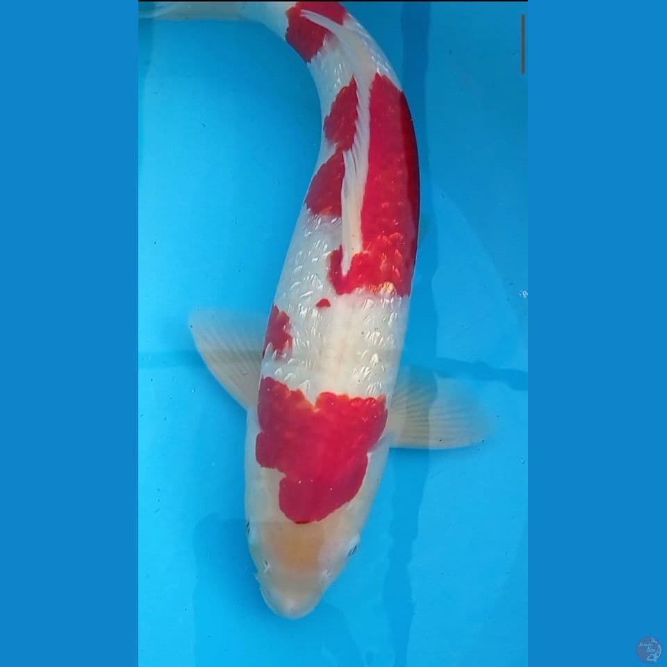Ginrin merah strong 42 cm Jantan