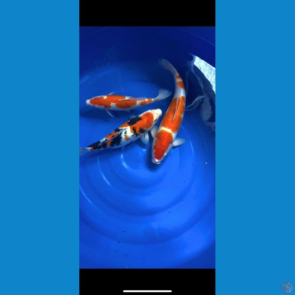 kohaku-Sanke