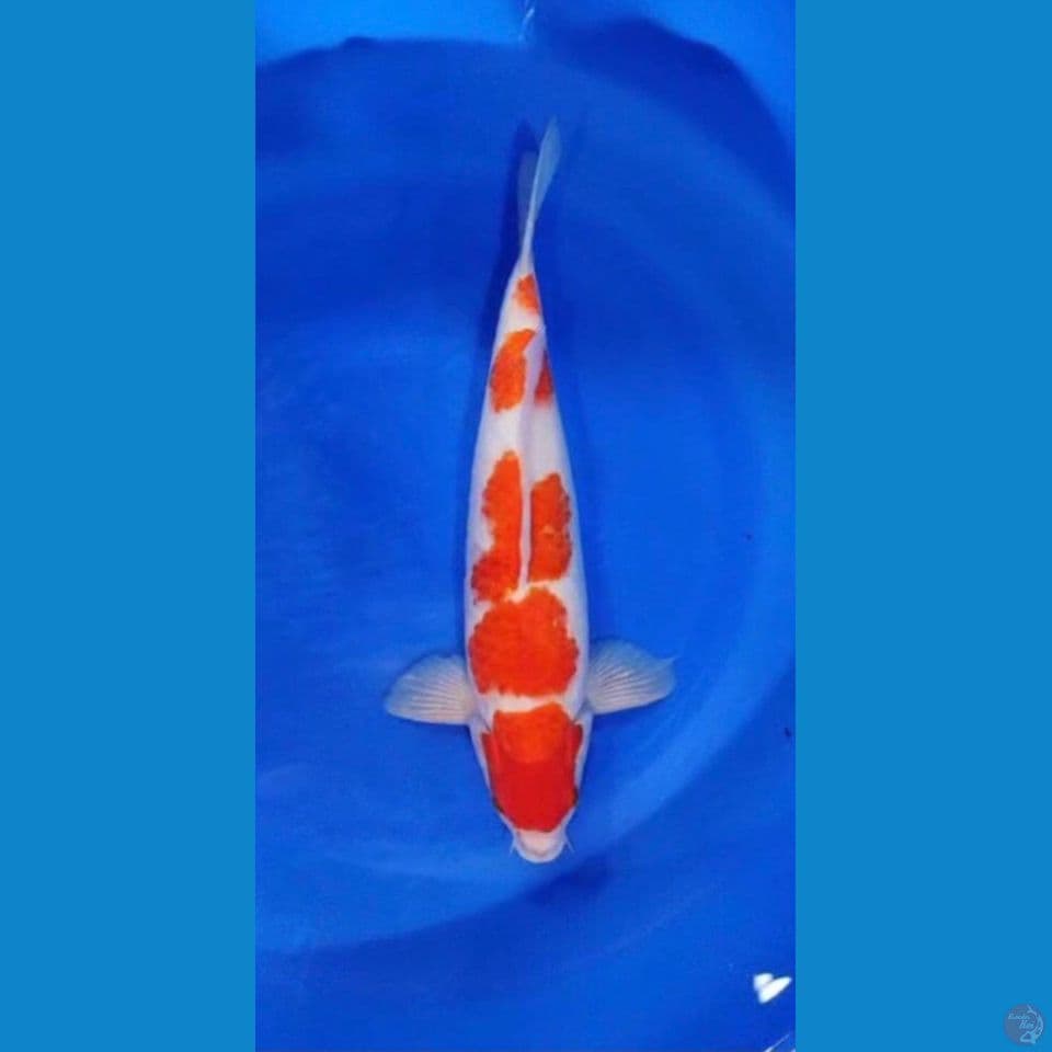 Kohaku
