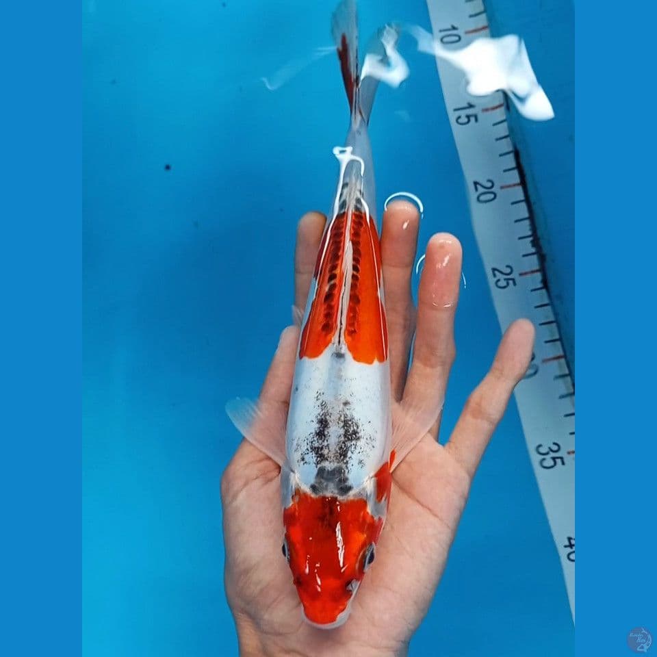 maruten beni kikokuryu 27cm