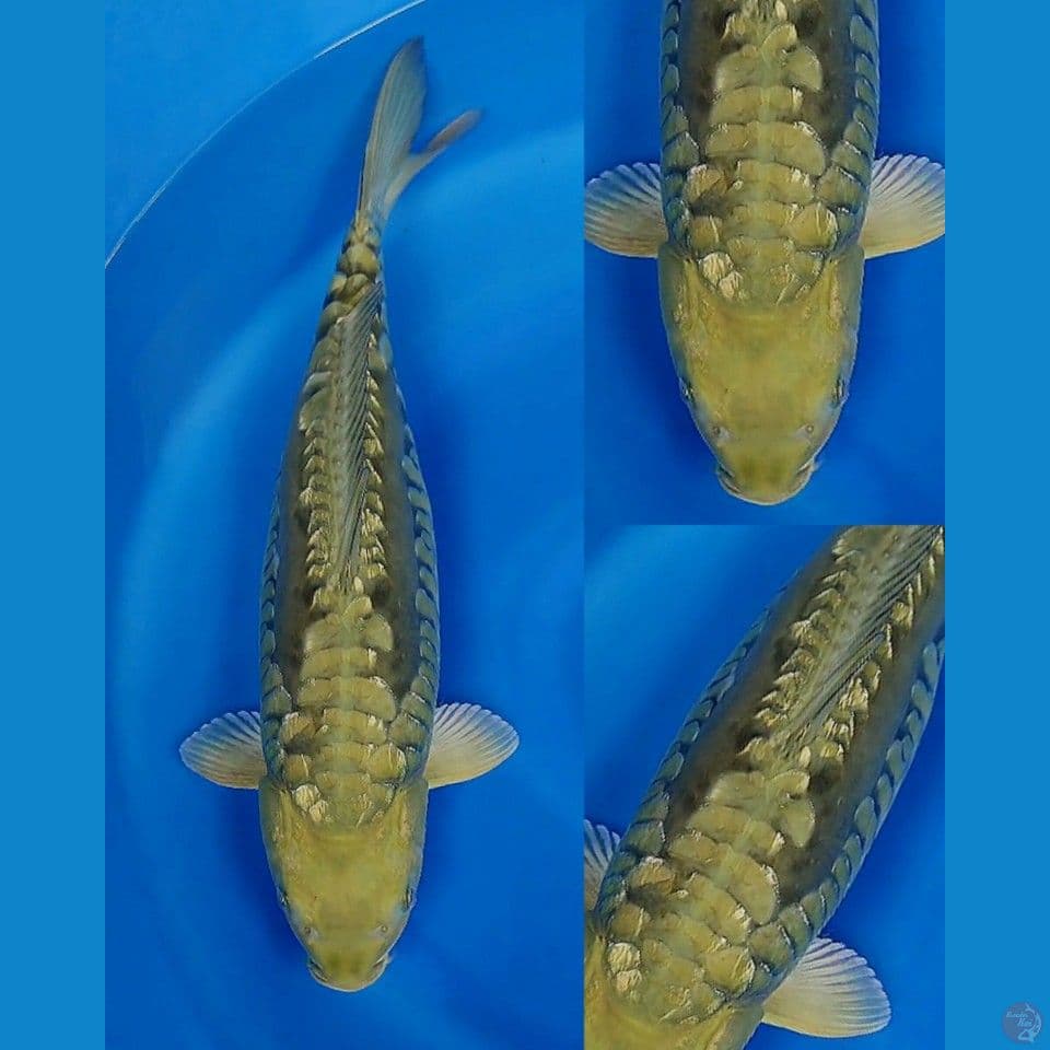Aragoke 45 cm