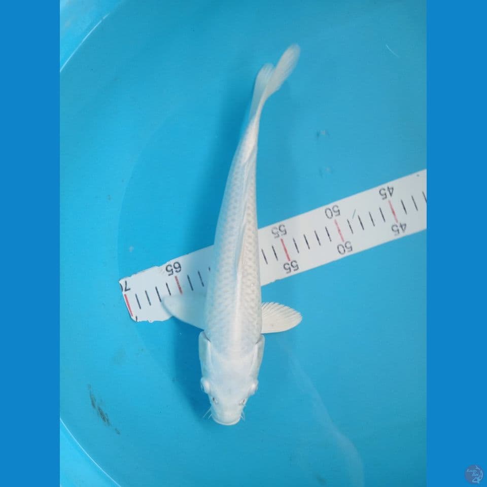platinum 33cm
