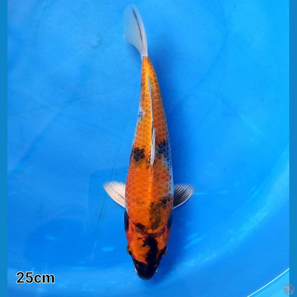 KIN SHOWA 25CM