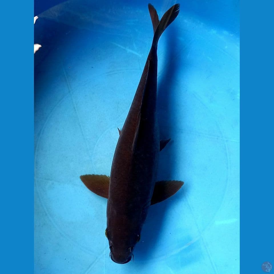 KARASHU 35CM