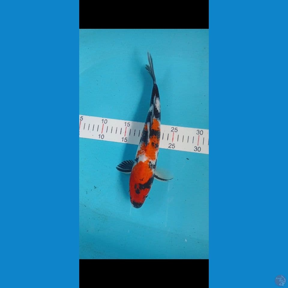 kindai showa 32cm male