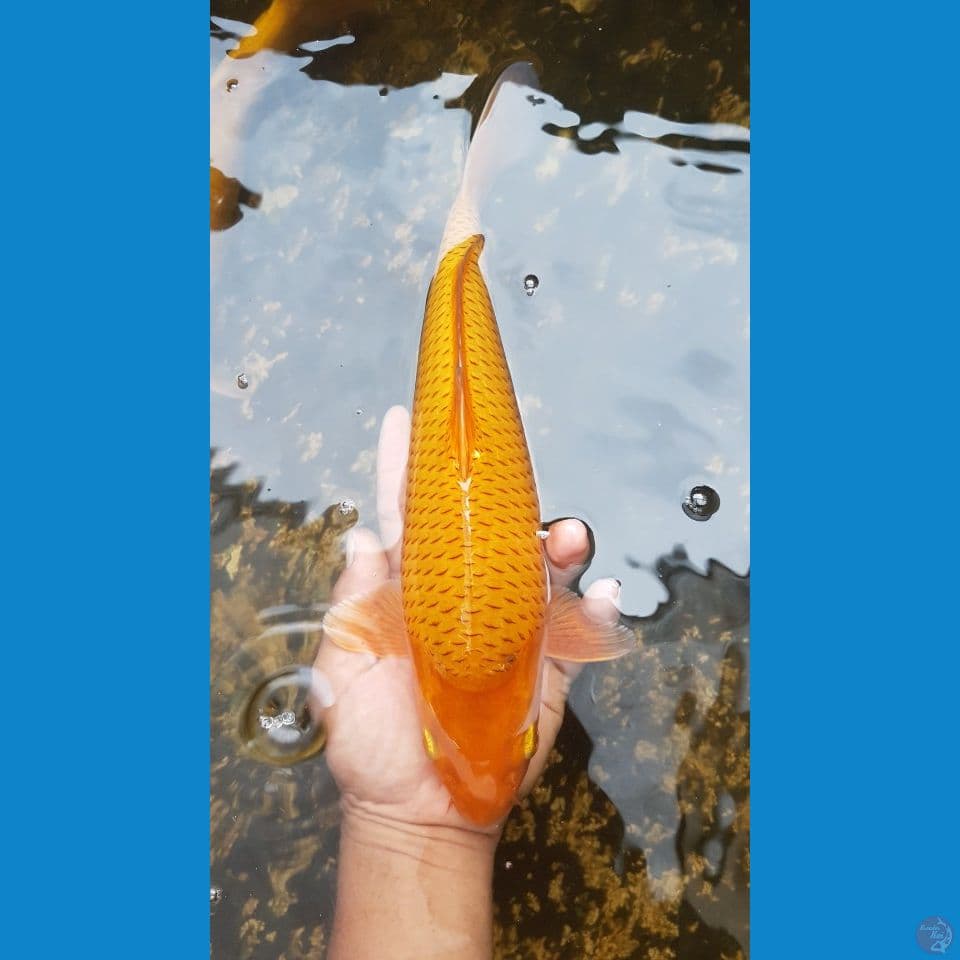 CARAMEL 32 CM