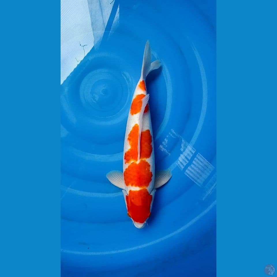 Kohaku