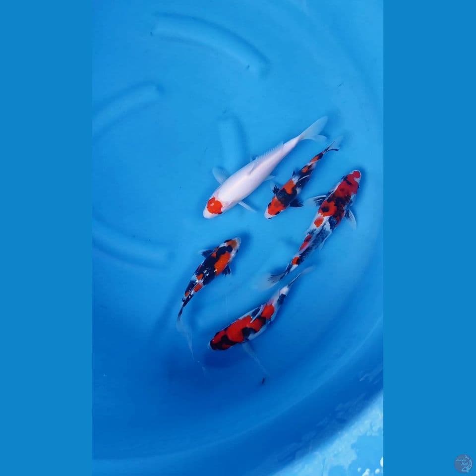 mix koi
