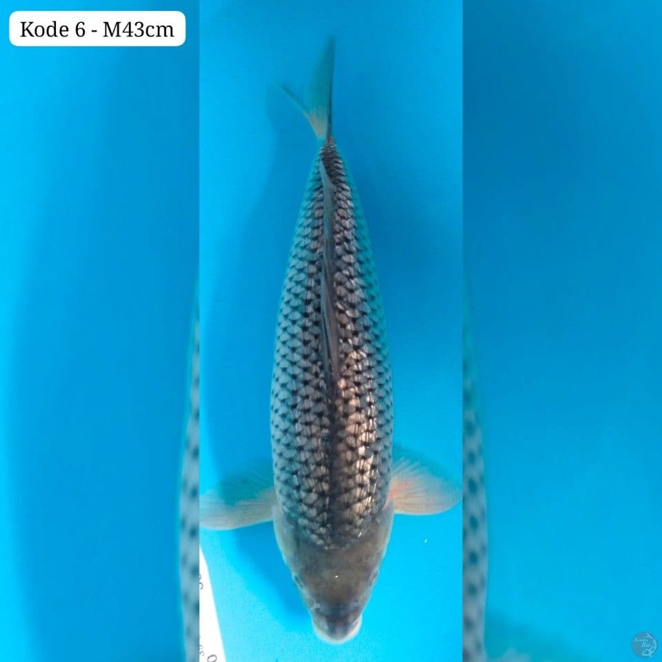 soragoi ginrin 43cm