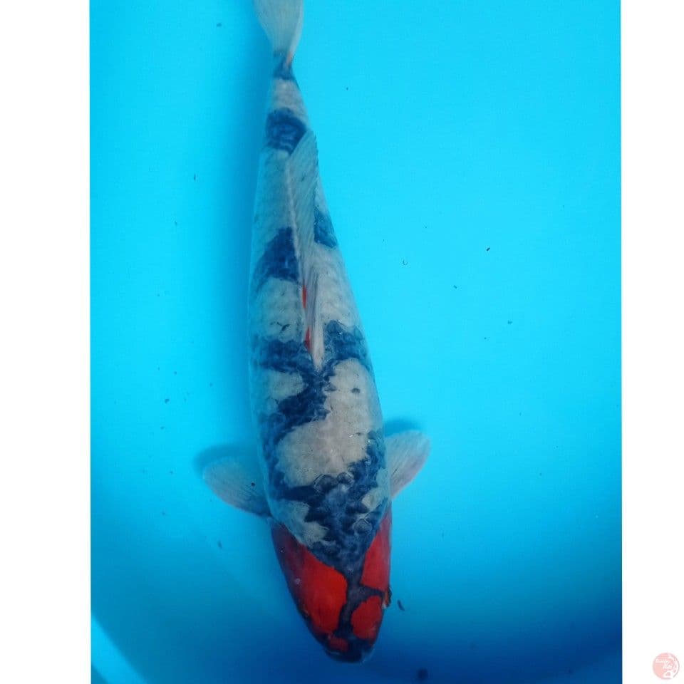 JUMBO TANCHO SABIKOYO 47 CM