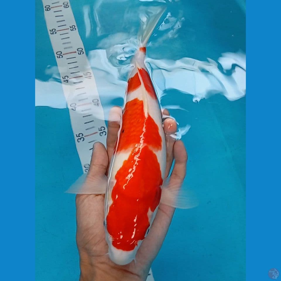 sanke 35cm female