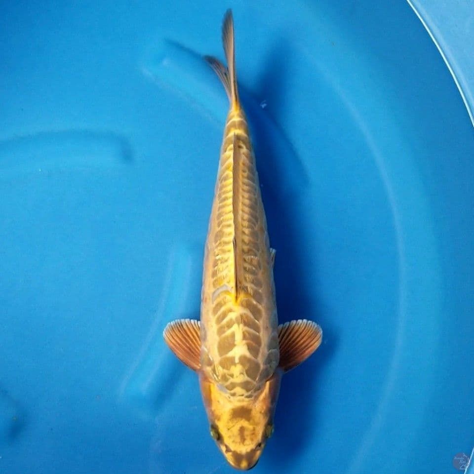 GOLD ARAGOKE 40 CM MALE