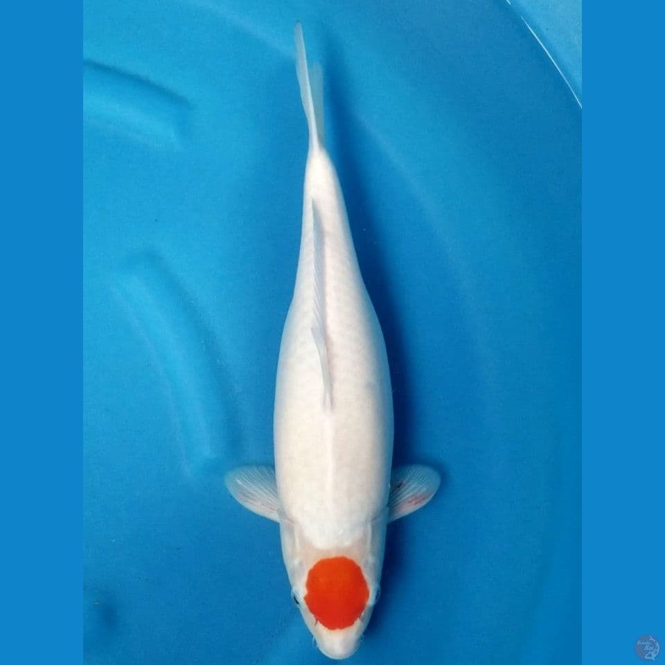 TANCHO KOHAKU 39 CM FML