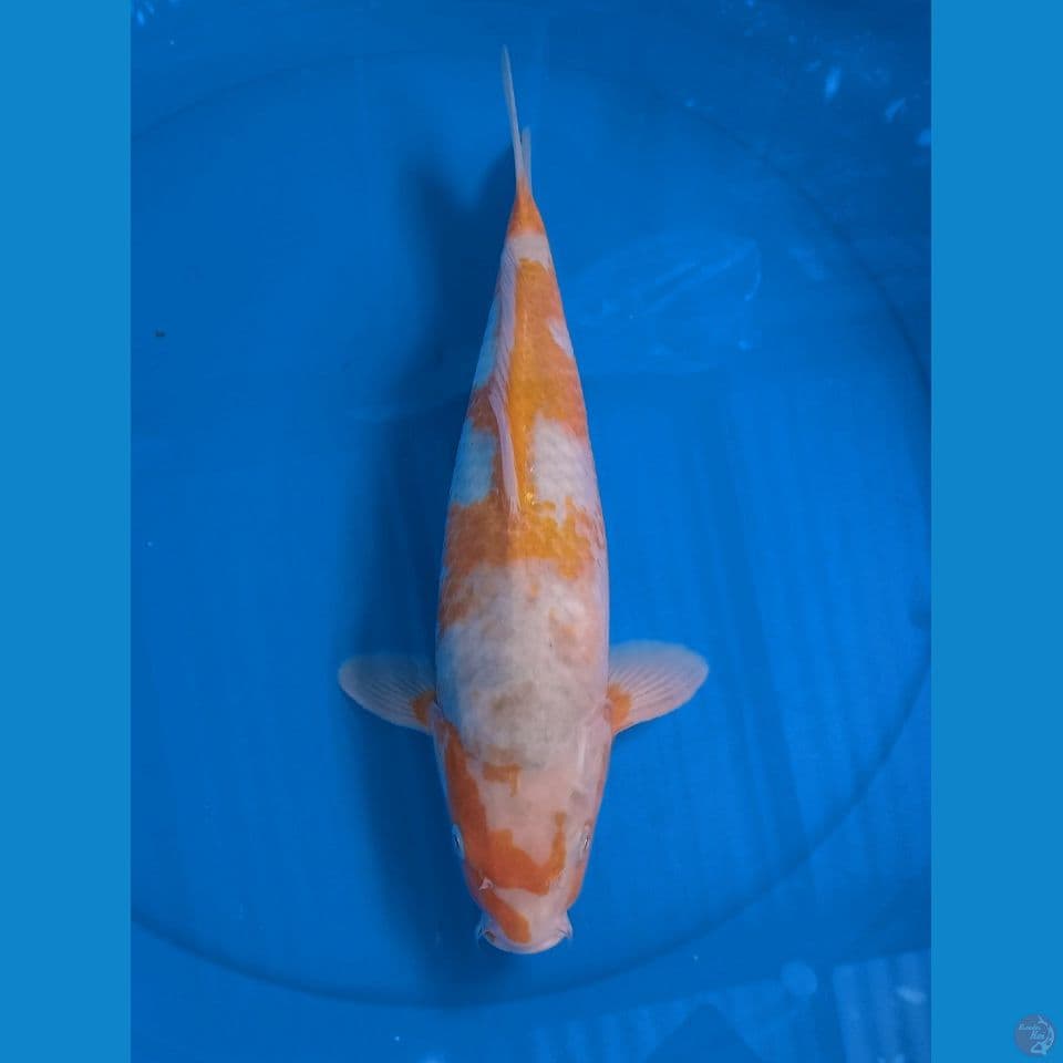 SABI KOYO 35 CM