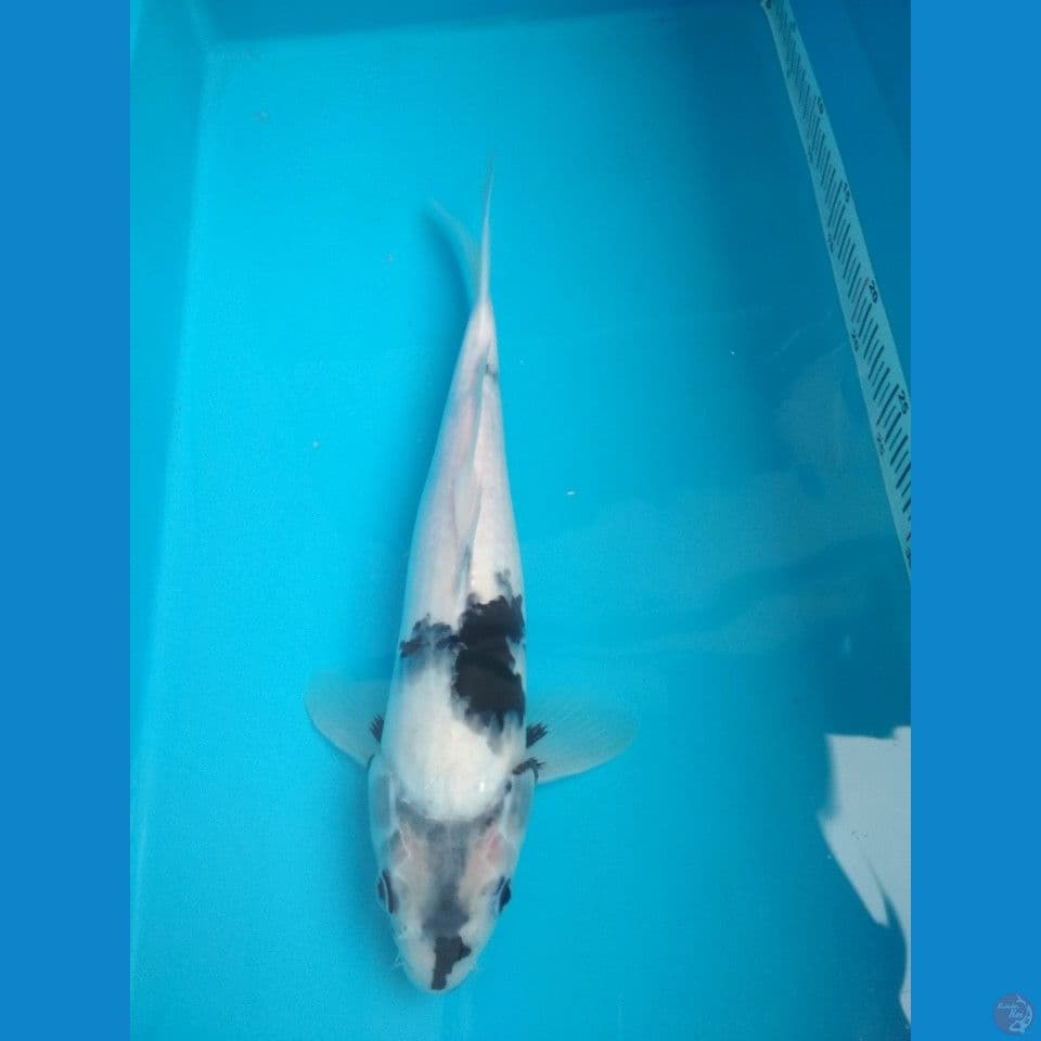 Omosako Shiro Tategoi 35cm
