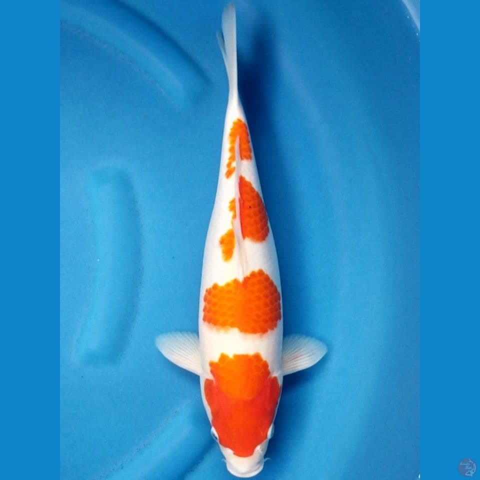 KOHAKU 37 CM