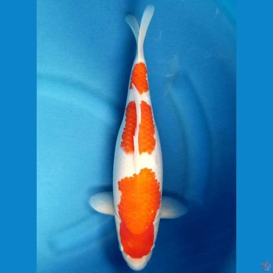 KOHAKU 38 CM