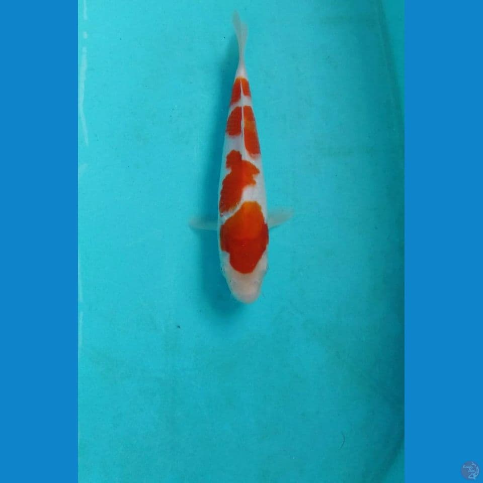 kohaku 22cm