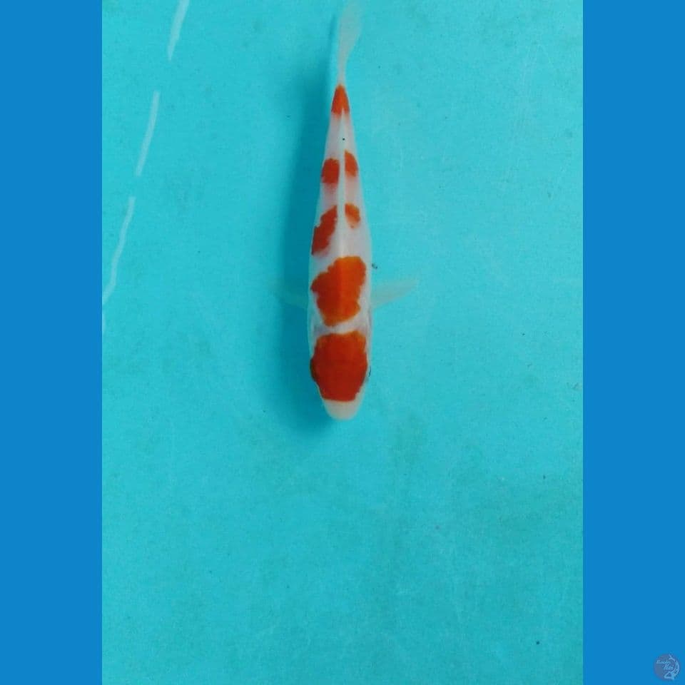 kohaku 14cm