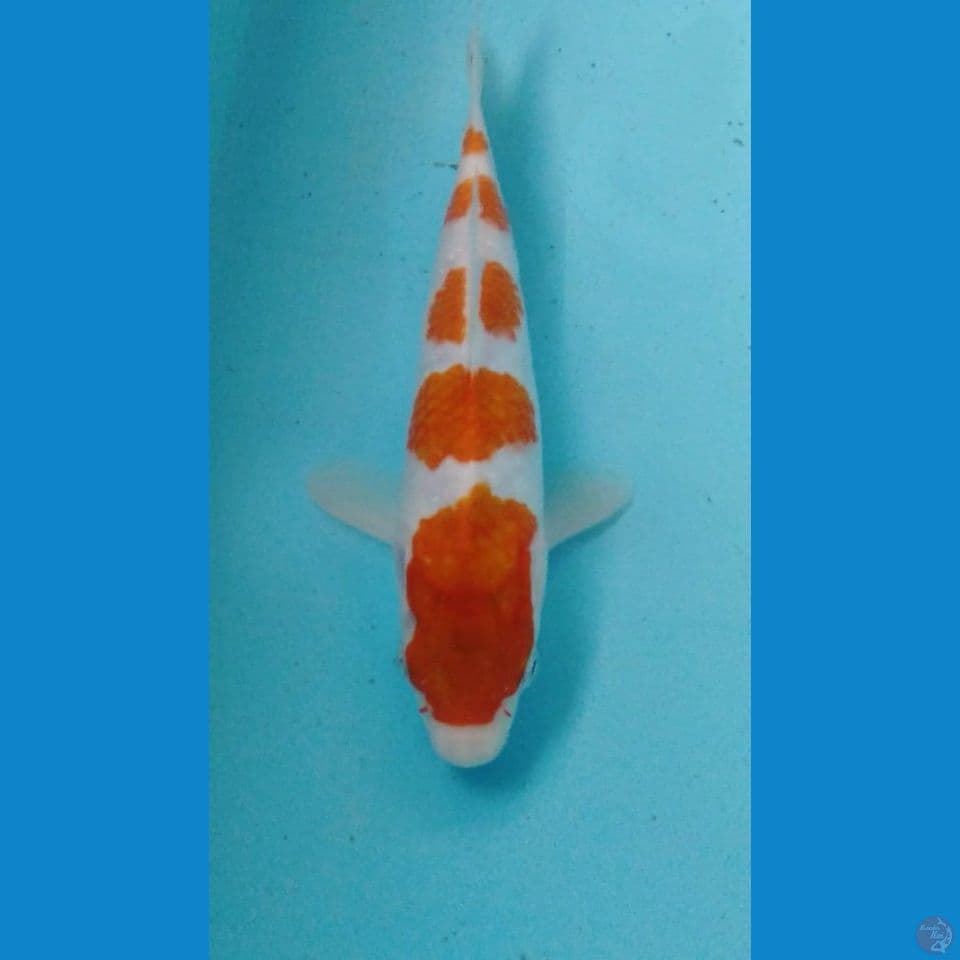 kohaku 22cm