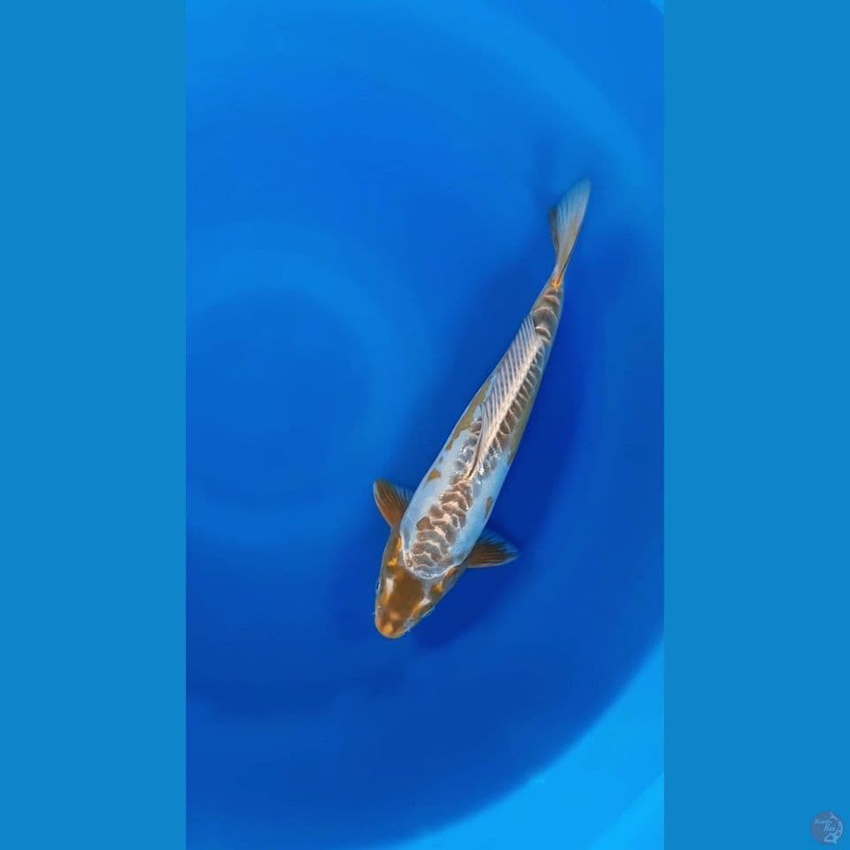 GOLDEN SHUSUI LANGKA - 32Cm/male